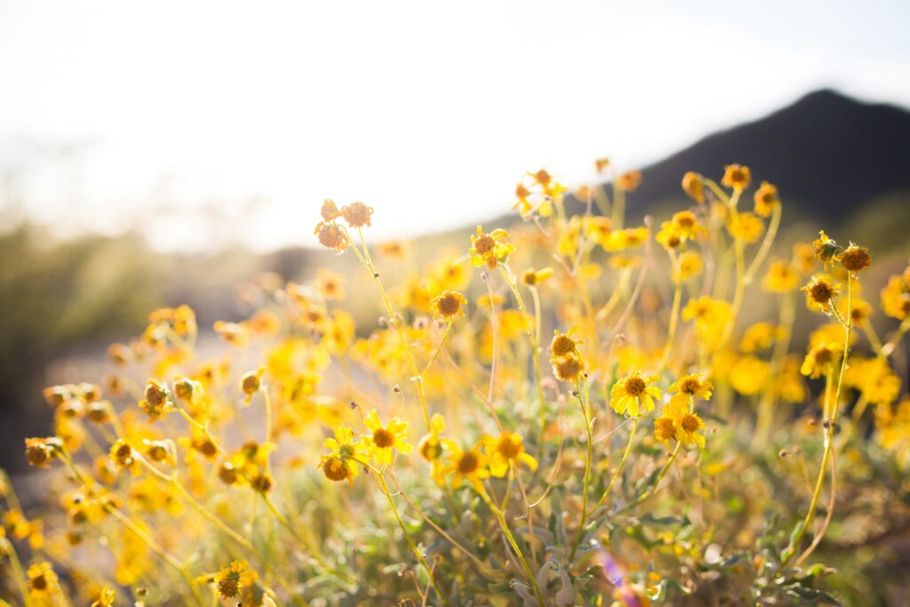 spring time flowers on hill